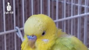 ذكر البادجي هذا يبدل الريش budgies animals parrot