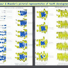 Dental Development Chart By Kraus And Jordan Download