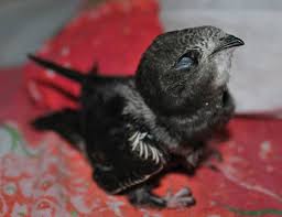 Результат пошуку зображень за запитом "стриж"