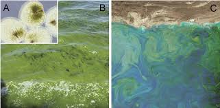 3.3 Ocean deoxygenation links to harmful algal blooms