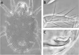 Image result for Tetranychidae grapevine