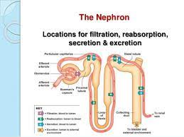Nephron Reabsorption And Secretion Renal Physiology Physiology Renal