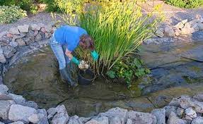 I can only second the other comments. What Is Pond Sludge How Do You Remove It Envii