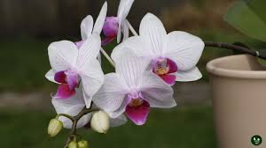 Orchids For Houseplant Beginners