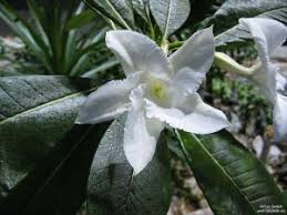 Image result for Strophanthus nicholsonii