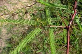 Image result for Xerophyta velutina