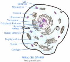 Review all of your notes and materials from this chapter on cells. Similarities Between Plant And Animal Cells Biology Wise