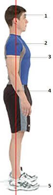 Our line of posture perfect products are guaranteed to improve your posture and ease back pain or your money back, no questions asked! Perfect Your Posture How To Have Good Standing Seated Posture
