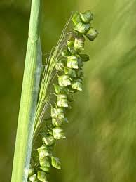 Image result for Briza minor