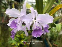 Image result for Pycnostachys coerulea