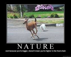 Bahaha Funny Deer Funny Animals Funny Cat Memes This meat is cooked by cooks with a skill level of 40. pinterest