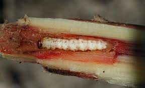 Hawaiian sugar cane by dr. Fact Sheet Sugarcane Borer 277