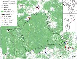 Image result for Phyllocosmus lemaireanus