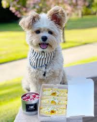 Popeye The Foodie Dog On Instagram Pretending He S In Japan With Egg Sandwiches Fancy Cake And A Cherry Blossom Ish Tree In 2020 Fancy Cakes Egg Sandwiches Popeye