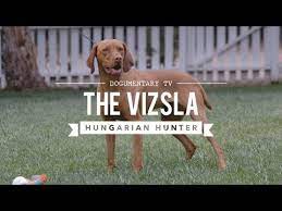 Sorry but our waiting list is full we are not taking any reservations at present. Vizsla Puppies For Sale In California Akc Certified