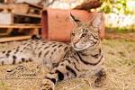 Savannah Cat for Sale | Savannah Kittens Available ...