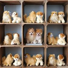 Pomeranian Boo Kopegi Hakkinda Bilmeniz Gerekenler Emoji
