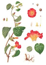 Image result for Stictocardia beraviensis