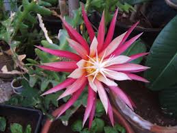 Small half an inch plants, beautiful for ornamental purpose. Selenicereus Anthonyanus Wikipedia