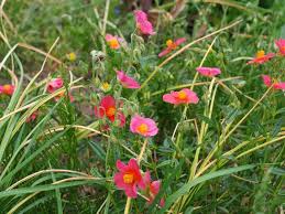 I loved it but wanted to get something more pink. Helianthemum Das Sonnenroschen