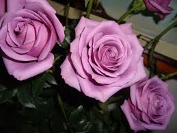 Resultado de imagem para camelias com rosas