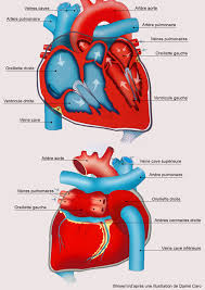Ne doit pas être confondu avec arrêt cardiorespiratoire. L Infarctus Du Myocarde Definition Symptomes Traitement Sciences Et Avenir