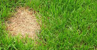 The speed of germination depends on the type of grass and water the soil to immediately keep it moist. How To Prevent Seed And Soil Erosion On Slopes And Hills