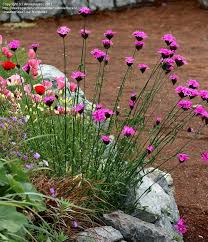 View Picture Of Dianthus Species Clusterhead Pink Carthusian Pink Dianthus Carthusianorum At Dave S Garden All Picture Plants Pink Dianthus Annual Plants