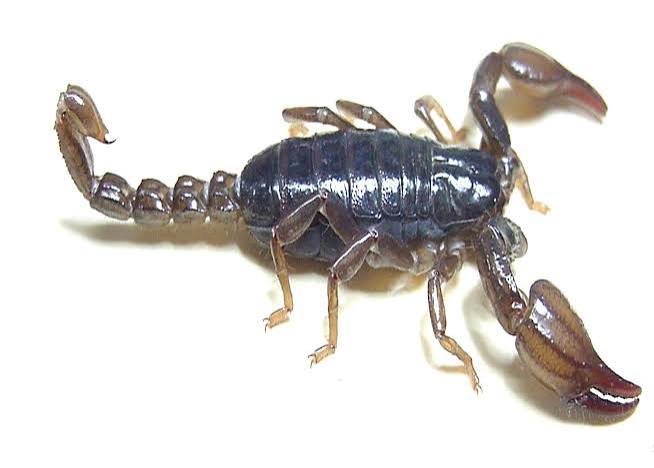 Scorpion Venom Could Lead to New Antibiotics | Scientific American
