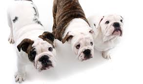 American Bulldog Breed Information