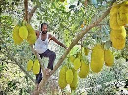 See my 5 steps to planting a fruit tree over at the herbal academy, and discover some of my favorite tips to help fruit trees thrive. King Of Jackfruits Ratnagiri Farmer Grows 75 Varieties Of Fruit In His Farm