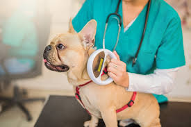 Microchip your pets for easier recovery