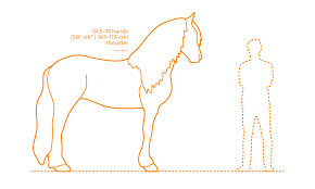 Friesian Horse Dimensions Drawings Dimensions Com
