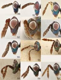 Review of the European species of Diglyphus Walker (Hymenoptera:  Eulophidae) including the description of a new species