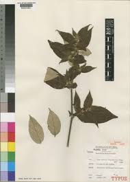 Image result for Strophanthus bequaertii