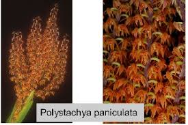 Image result for Polystachya caloglossa
