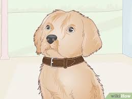 If your dog is an adult, his neck will probably measure between 17 and 20. How To Choose The Perfect Puppy Collar 11 Steps With Pictures