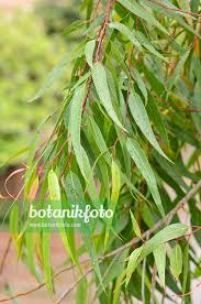 Image result for Eucalyptus citriodora