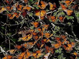 Santuario Mariposa Monarca Piedra Herrada Monarch Butterfly Sanctuary Late October March Photo Trip Advisor Mexico