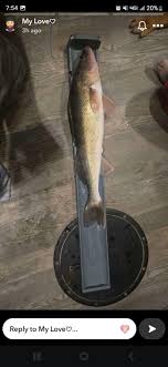 Not a great pictures, it was 4 in the morning. But my fiance caught a 27.5  inch walleye this morning. Pretty successful morning.