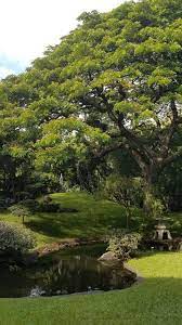 Japanese Garden University Of Hawaii At Manoa University Of Hawaii University Of Hawaii At Manoa Hawaii