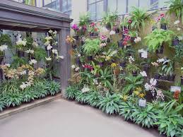 Orchid Wall Orchids Garden Growing Orchids Vertical Vegetable Garden