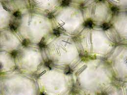 *this article refers to the mineral deposits known as druse crystals or raphides. Alarming Role For Druse Crystals