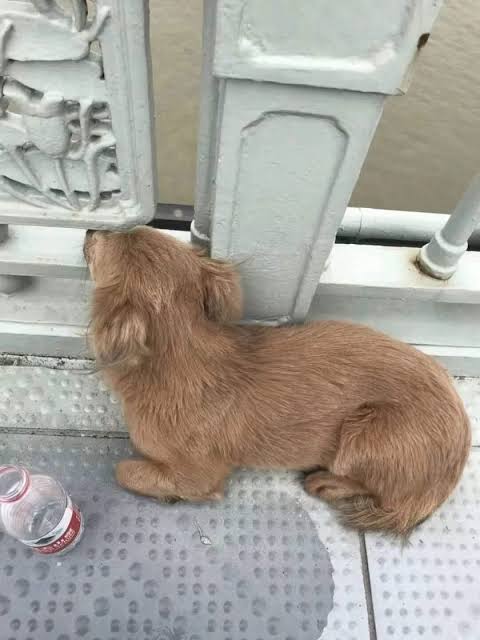 Dog in Wuhan, China stayed on bridge for 4 days after owner jumped off it - Mothership.SG - News from Singapore, Asia and around the world