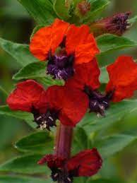 Wildflower, bat flower, floral, plant, natural, blossom, bloom, petal, botanical, organic, stem, botany, herb, agriculture, outdoors, environment, flower, leaf, horticulture, vegetation, photos Torpedo Cuphea Giant Bat Face Cuphea Batface Butterfly Plants Almost Eden