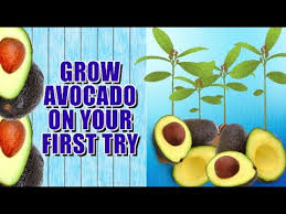 An avocado tree grown from an avocado pit or a seed might take up to 10 or 15 years to yield fruit. How To Grow And Care For Your Indoor Avocado Tree