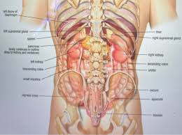 This diagram shows the upper half of the human body including the liver in yellow. Left Dome Of Diaphragm Left Suprarenal Gland Liver Chegg Com