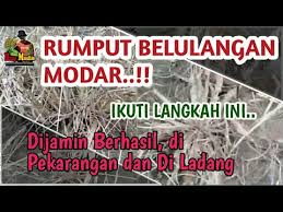 Tanaman yang dianggap liar bisa juga dimanfaatkan sebagai tanaman obat, salah satunya adalah rumput teki. Cara Ampuh Membasmi Rumput Lulangan Belulang 1 Minggu Langsung Mati Youtube