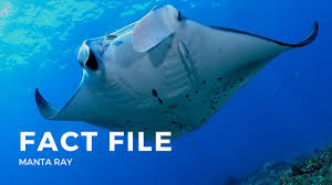 The way in which manta rays (manta birostris) seem to soar at the surface of the ocean and beneath the manta rays can grow to approximately 30 ft from wing tip to wing tip. Facts About The Manta Ray Youtube