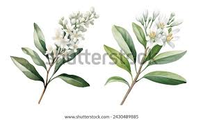 Image result for Cassinopsis ilicifolia